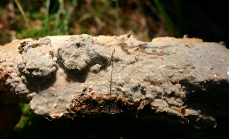 Sullo stesso tronco (Phlebiopsis ravenelii)